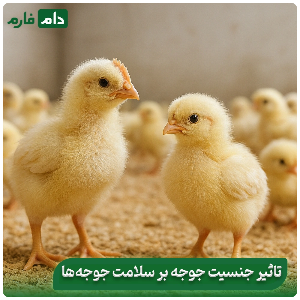 taein-jensit-jujeh-cpehei-yek-ruzeh