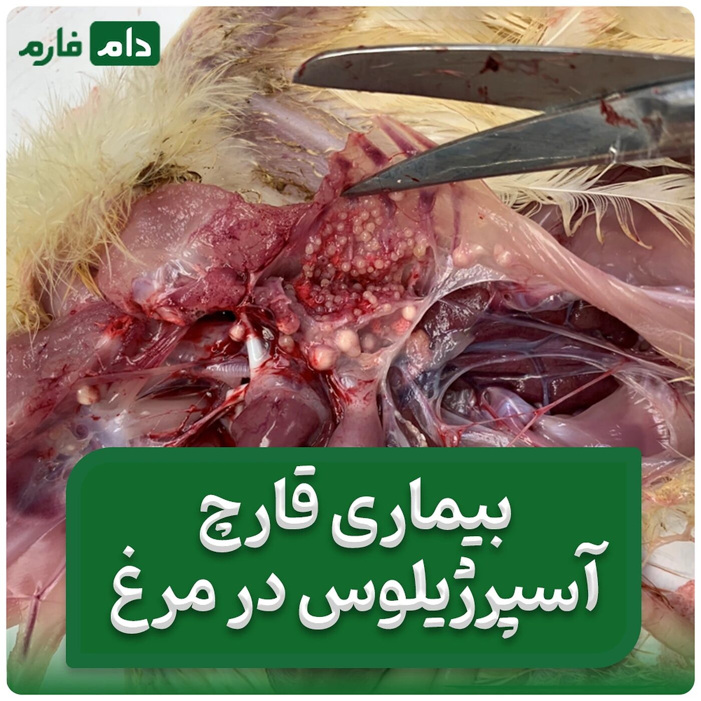 بیماری_قارچی_آسپرژیلوس_در_مرغ‌‌های_گوشتی_،_علائم،_درمان_و_پیشگیری_
