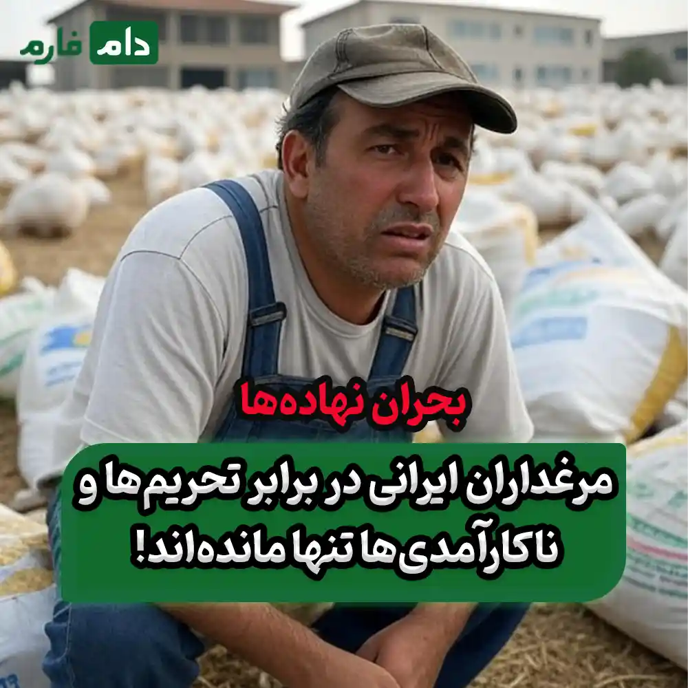 چرا_دولت_از_مرغداران_در_خرید_نهاده‌ها_حمایت_نمی‌کند؟