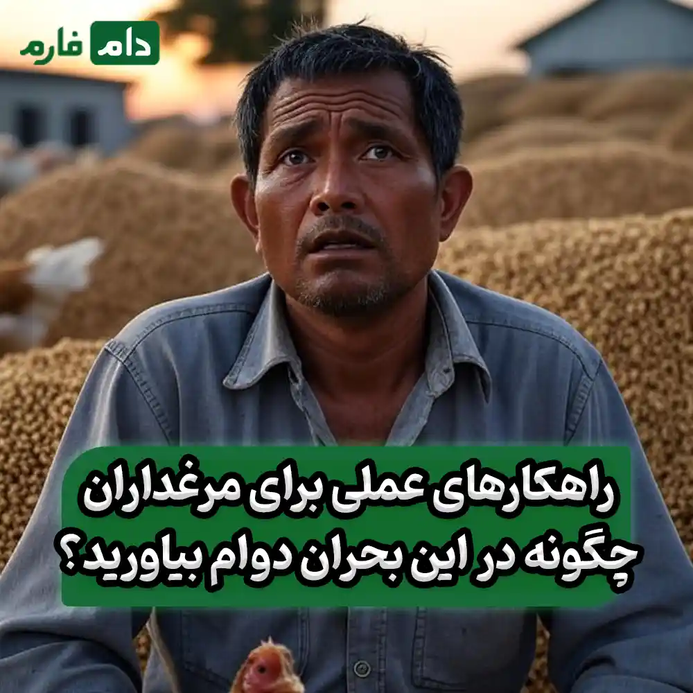 Why-doesn't-the-government-support-poultry-farmers-in-purchasing-inputs