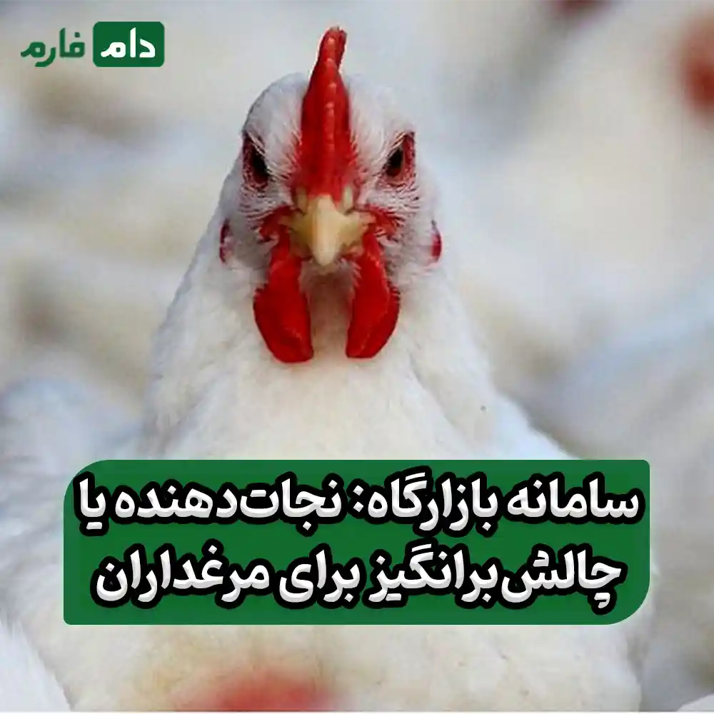 مشکلات_اصلی_مرغداران_در_سامانه_بازارگاه_چیست