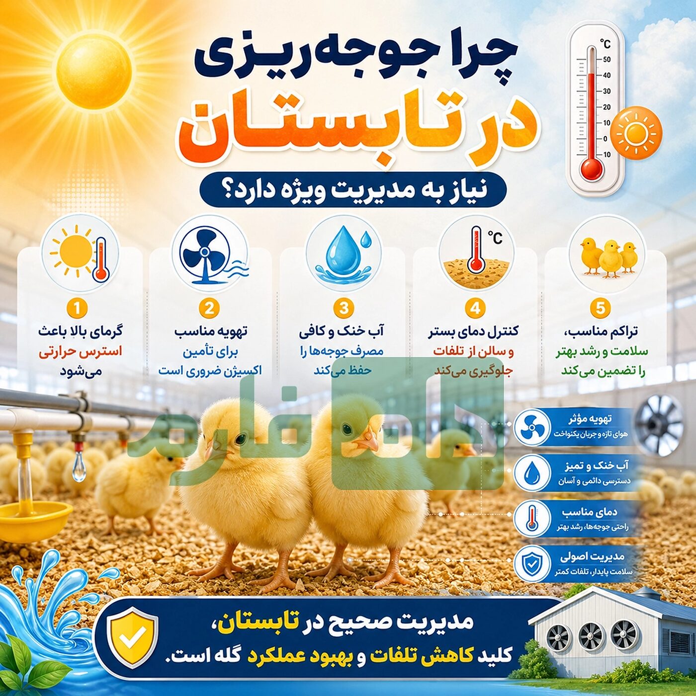 نکات_مهم_جوجه_ریزی_در_فصل_تابستان