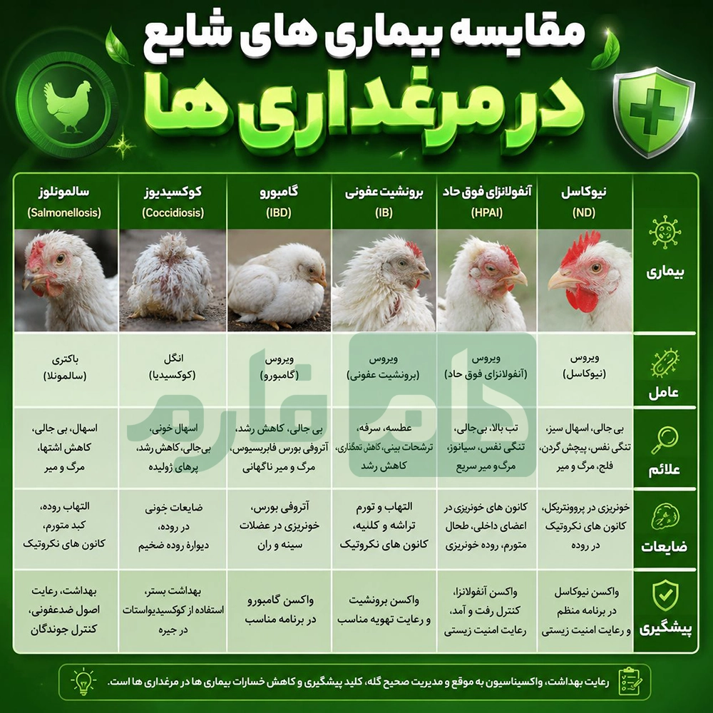 What-is-the-cause-of-high-nighttime-mortality-in-chickens