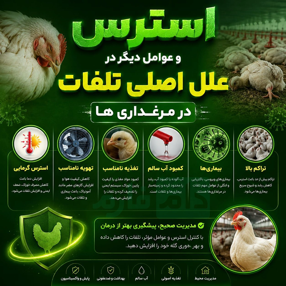 What-is-the-cause-of-high-nighttime-mortality-in-chickens