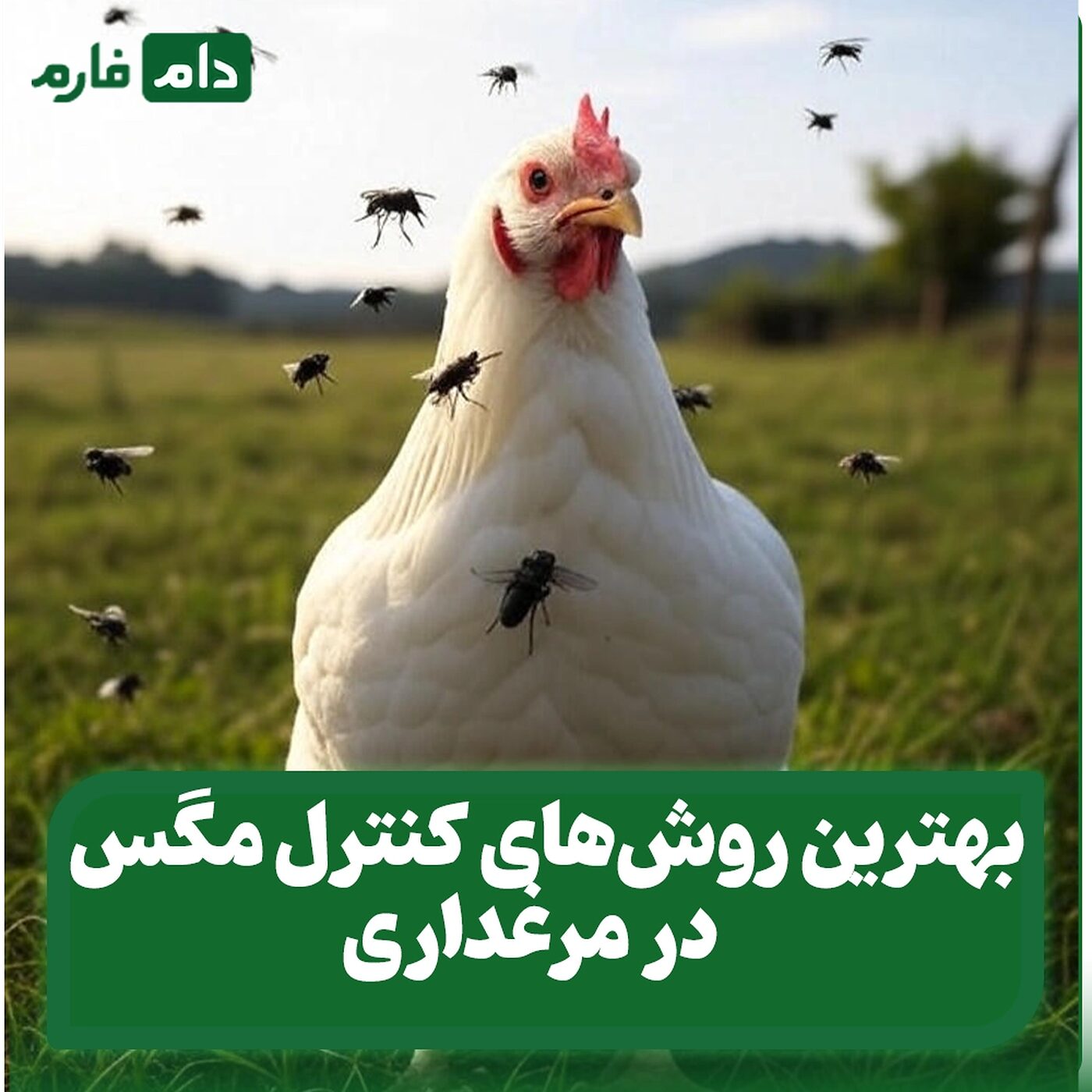 بهترین_روش‌های_کنترل_مگس_در_مرغداری