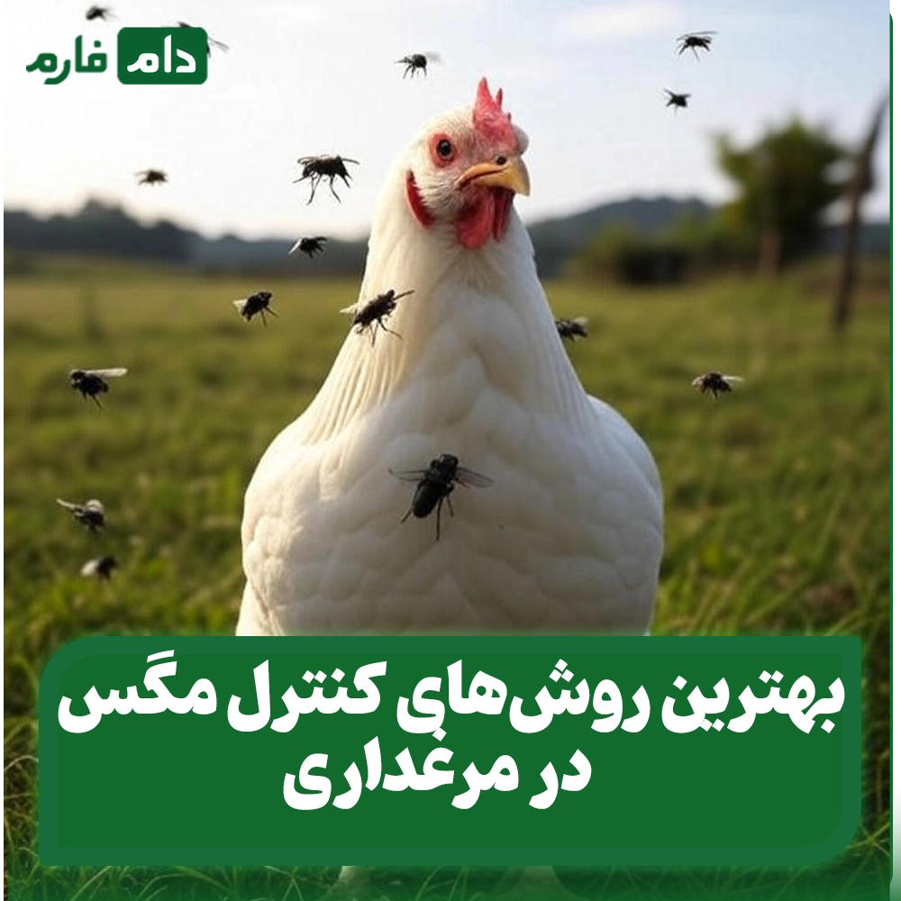 بهترین_روش‌های_کنترل_مگس_در_مرغداری:_راهنمای_جامع_برای_حفظ_سلامت_و_افزایش_بهره‌_وری_گله