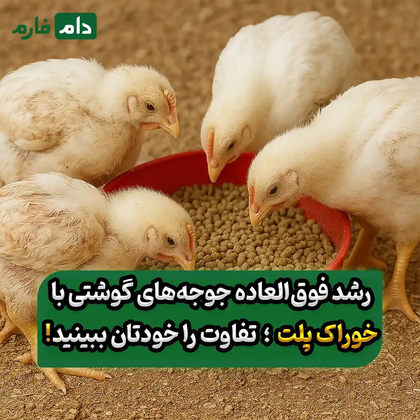 هر_آنچه_باید_درباره_خوراک_پلت_مرغ_گوشتی_بدانید_+_جدول_مزایا