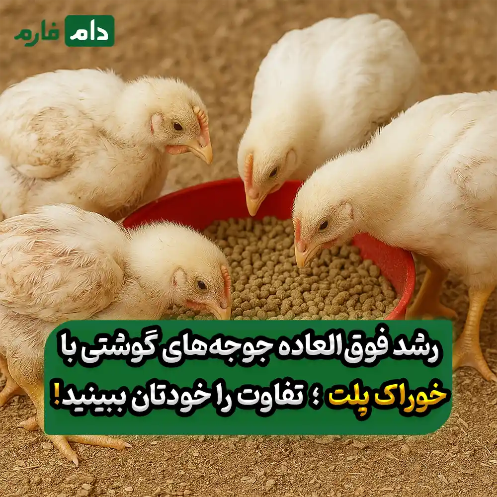 هر_آنچه_باید_درباره_خوراک_پلت_مرغ_گوشتی_بدانید_+_جدول_مزایا