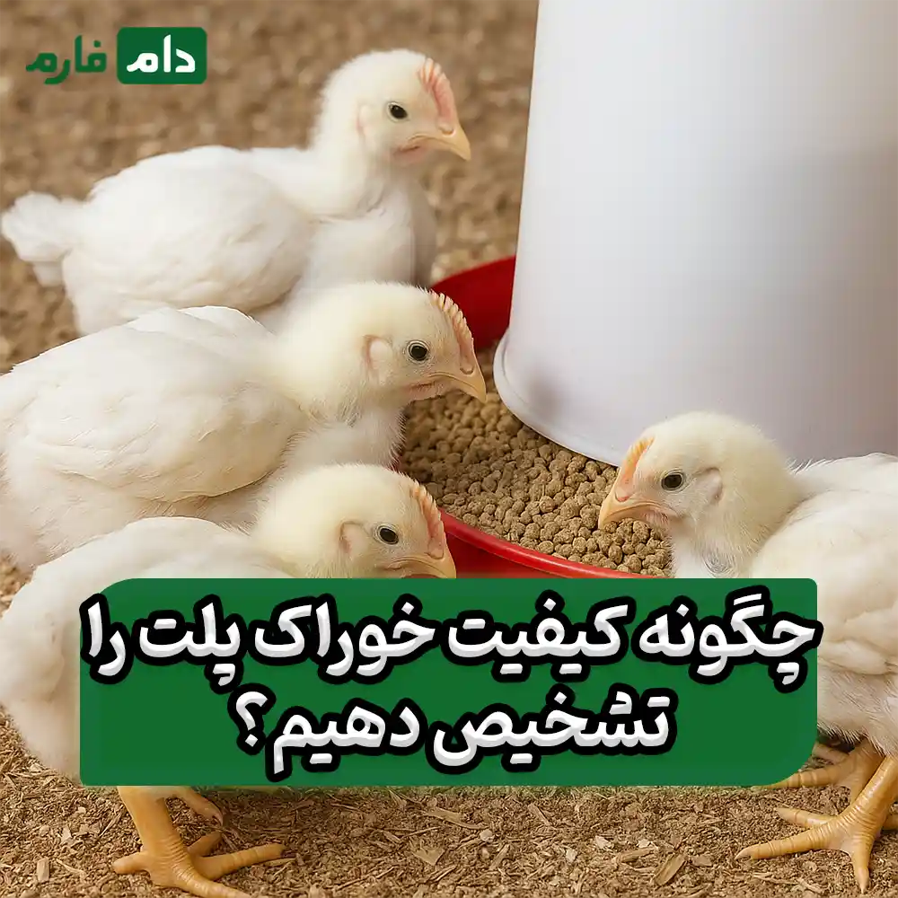 Broiler-pellet-feed