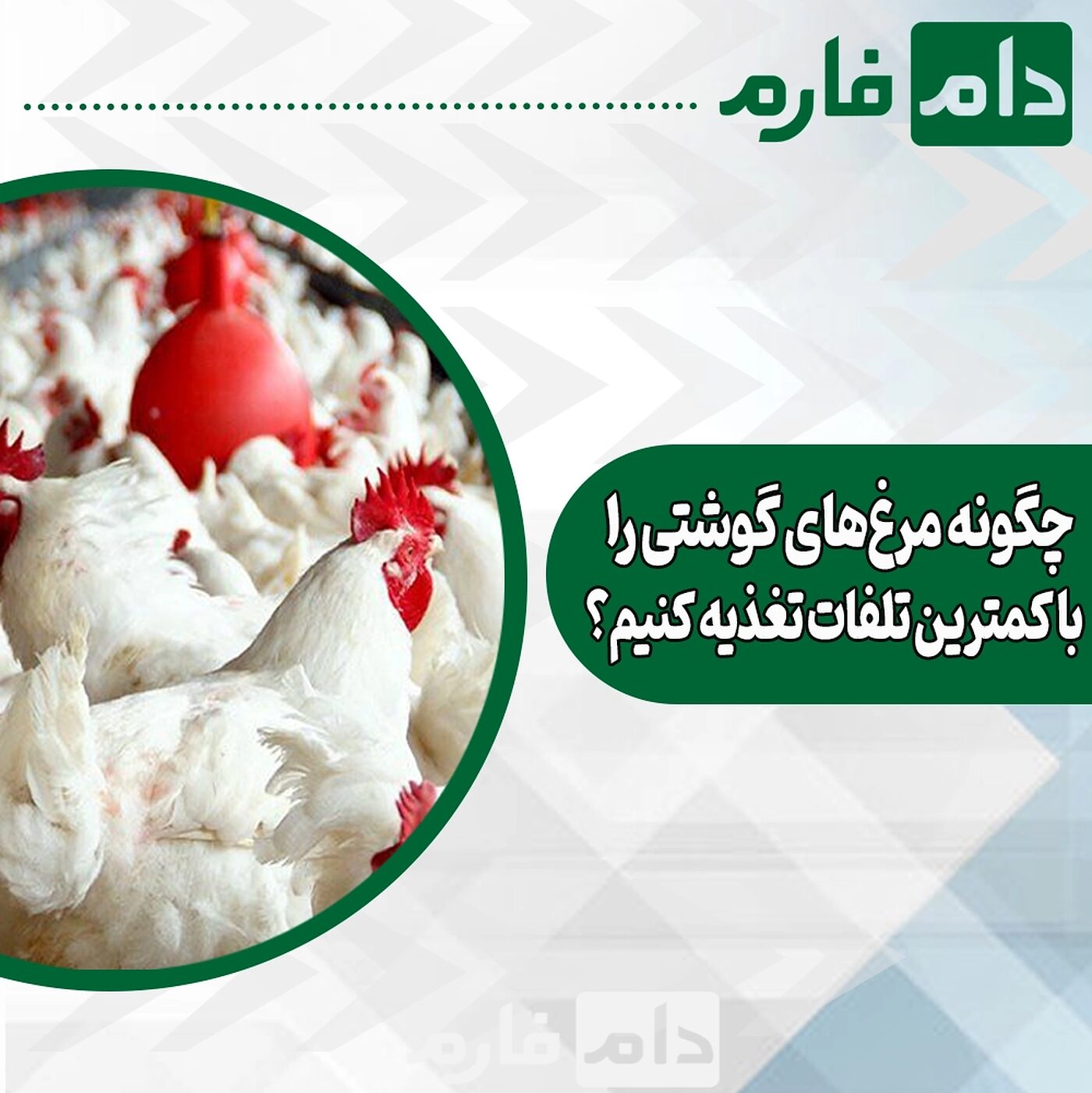چگونه_مرغ‌های_گوشتی_را_با_کمترین_تلفات_تغذیه_کنیم؟