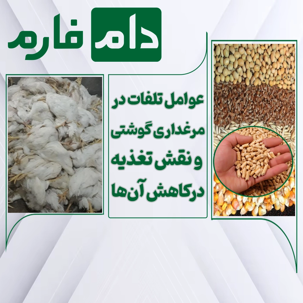 How-to-feed-broiler-chickens-with-minimal-losses