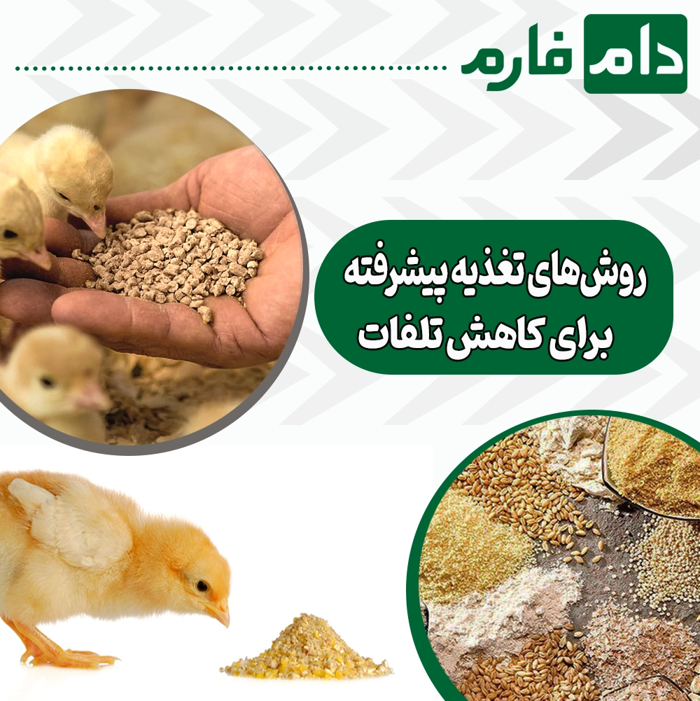 How-to-feed-broiler-chickens-with-minimal-losses