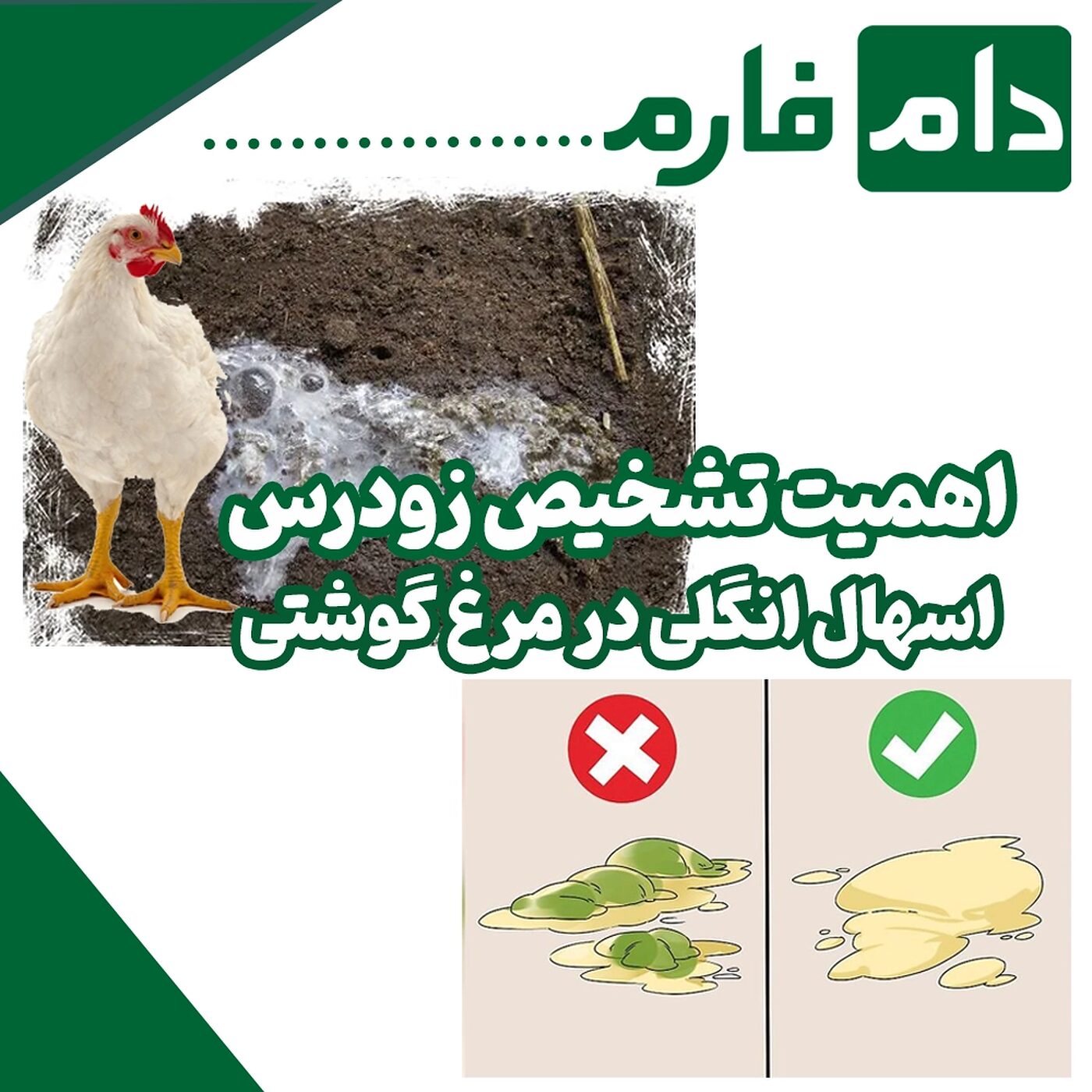 مترونیدازول برای درمان قطعی اسهال انگلی در مرغ گوشتی