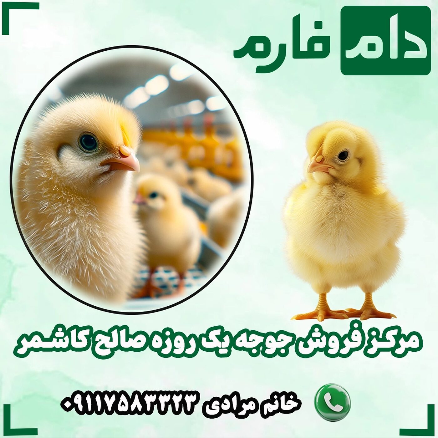 مرکز_فروش_جوجه_یک_روزه_صالح_کاشمر_90001101