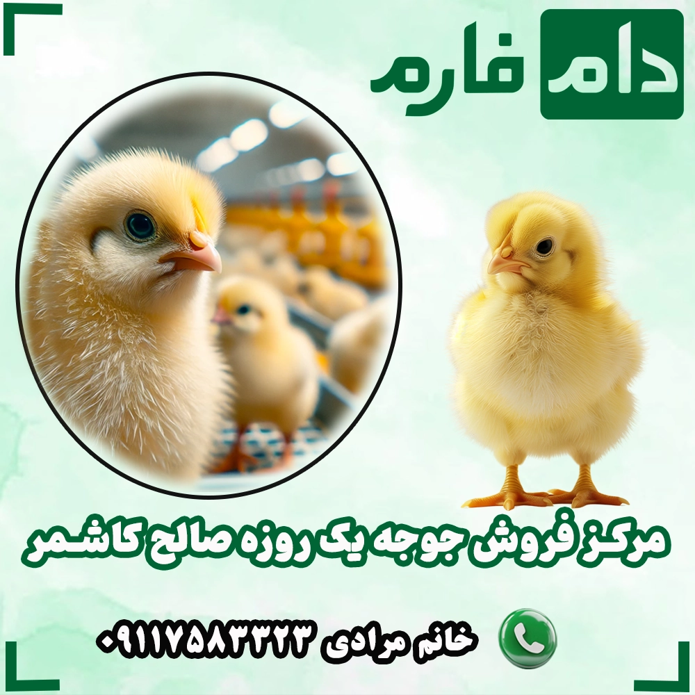 _مرکز_فروش_جوجه_یک_روزه_صالح_کاشمر_09117583323