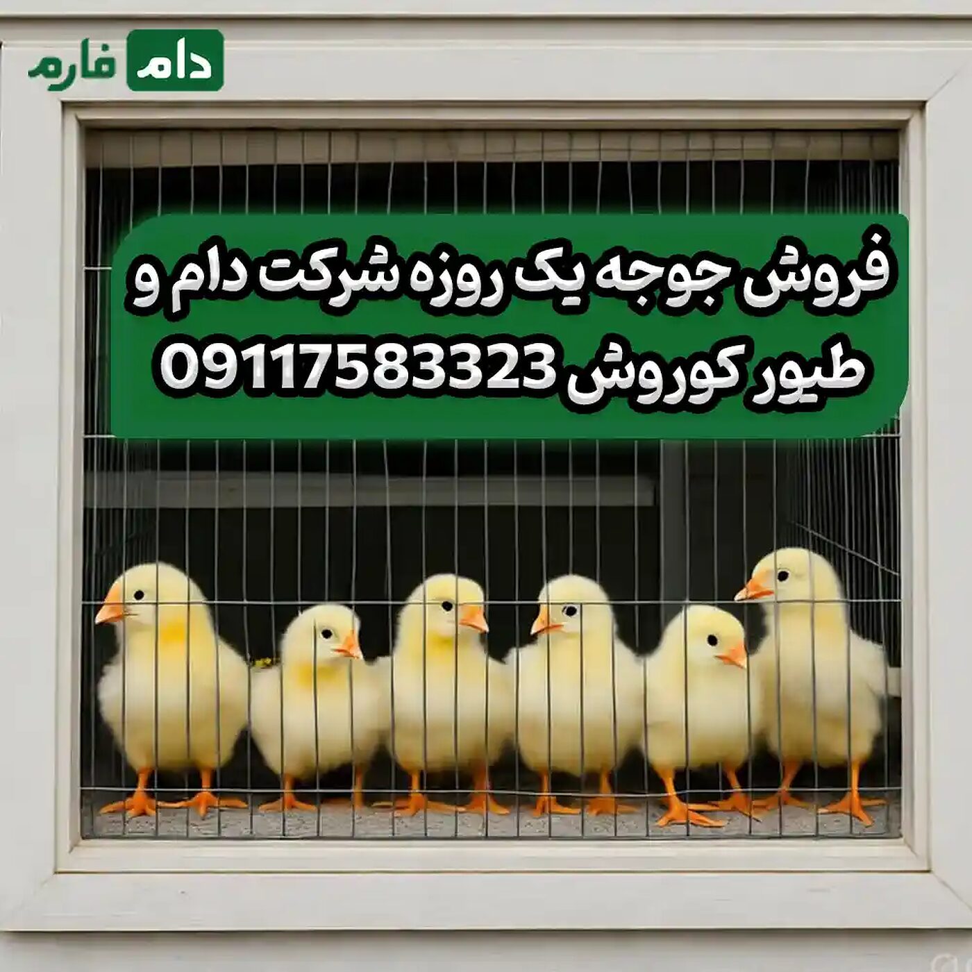 فروش_جوجه_یک_روزه_شرکت_دام_و_طیور_کوروش__90001101