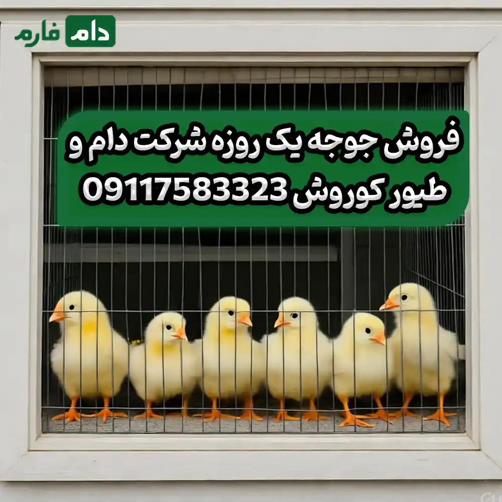 فروش_جوجه_یک_روزه_شرکت_دام_و_طیور_کوروش_09117583323