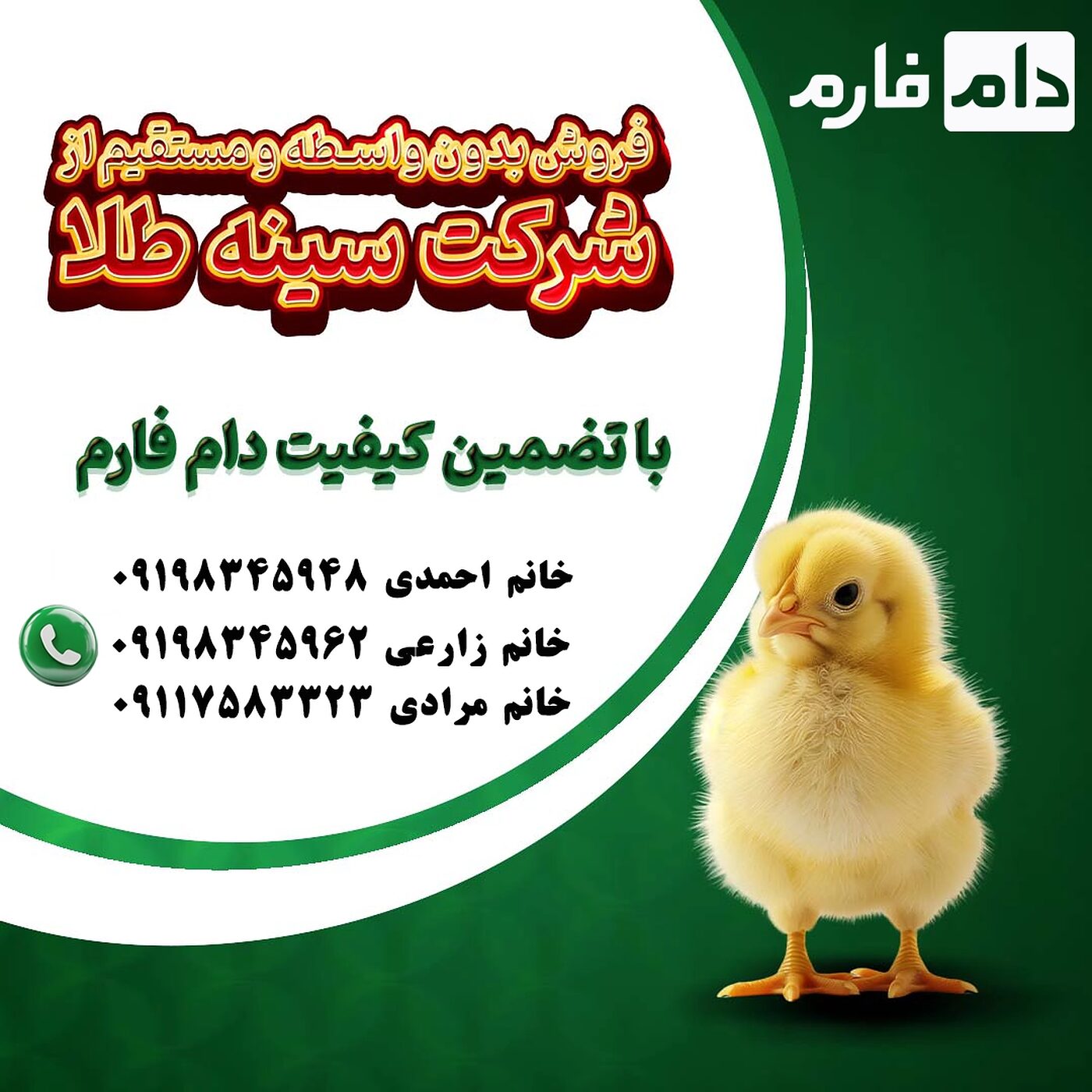 خرید_مستقیم_جوجه_سینه_طلا_90001101