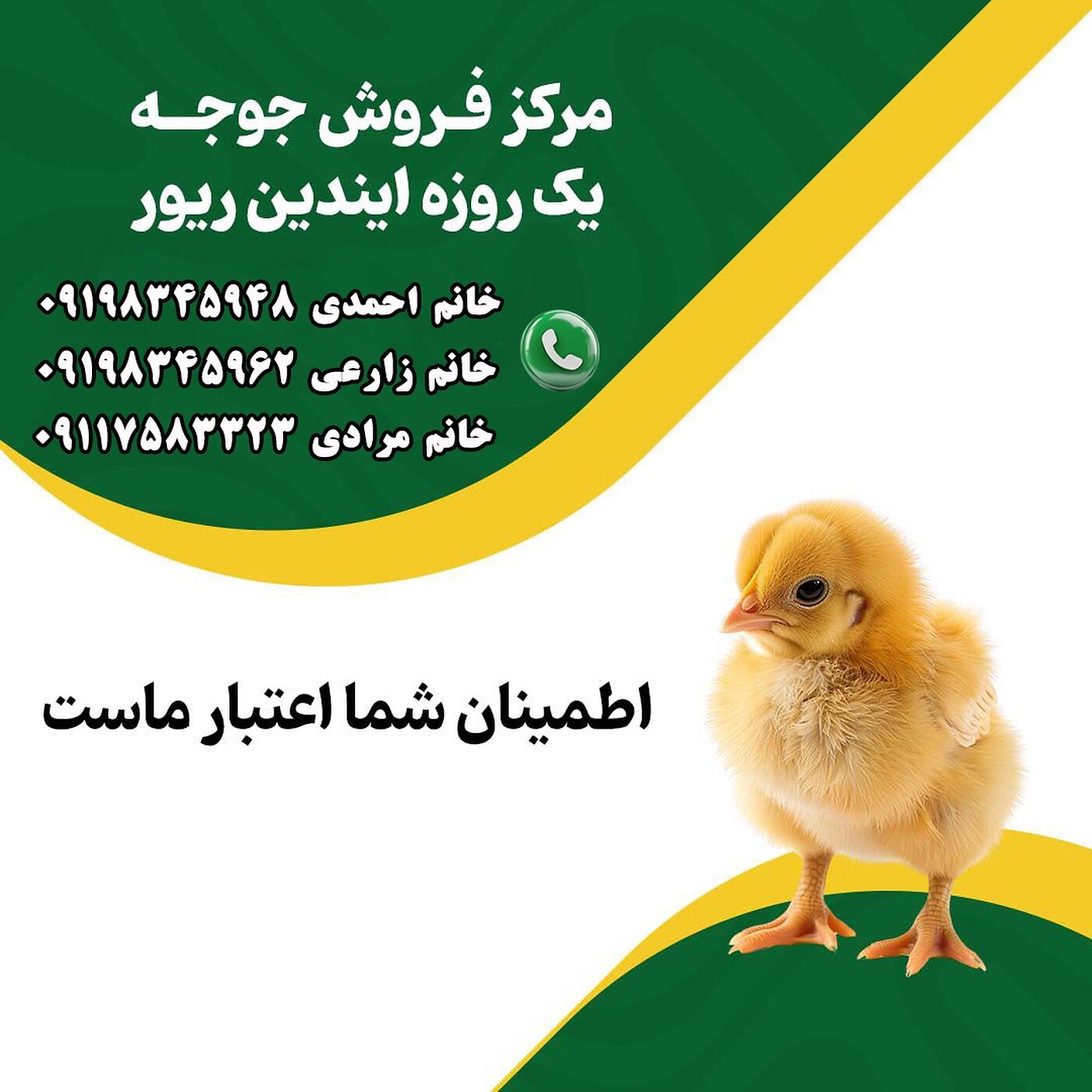 مرکز_فروش_جوجه_یک_روزه_نژاد_ایندین_ریور_90001101