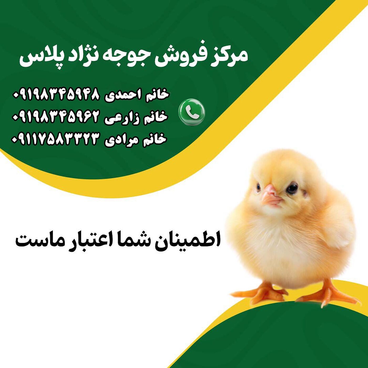 مرکز_فروش_جوجه_یک_روزه_نژاد_پلاس_90001101