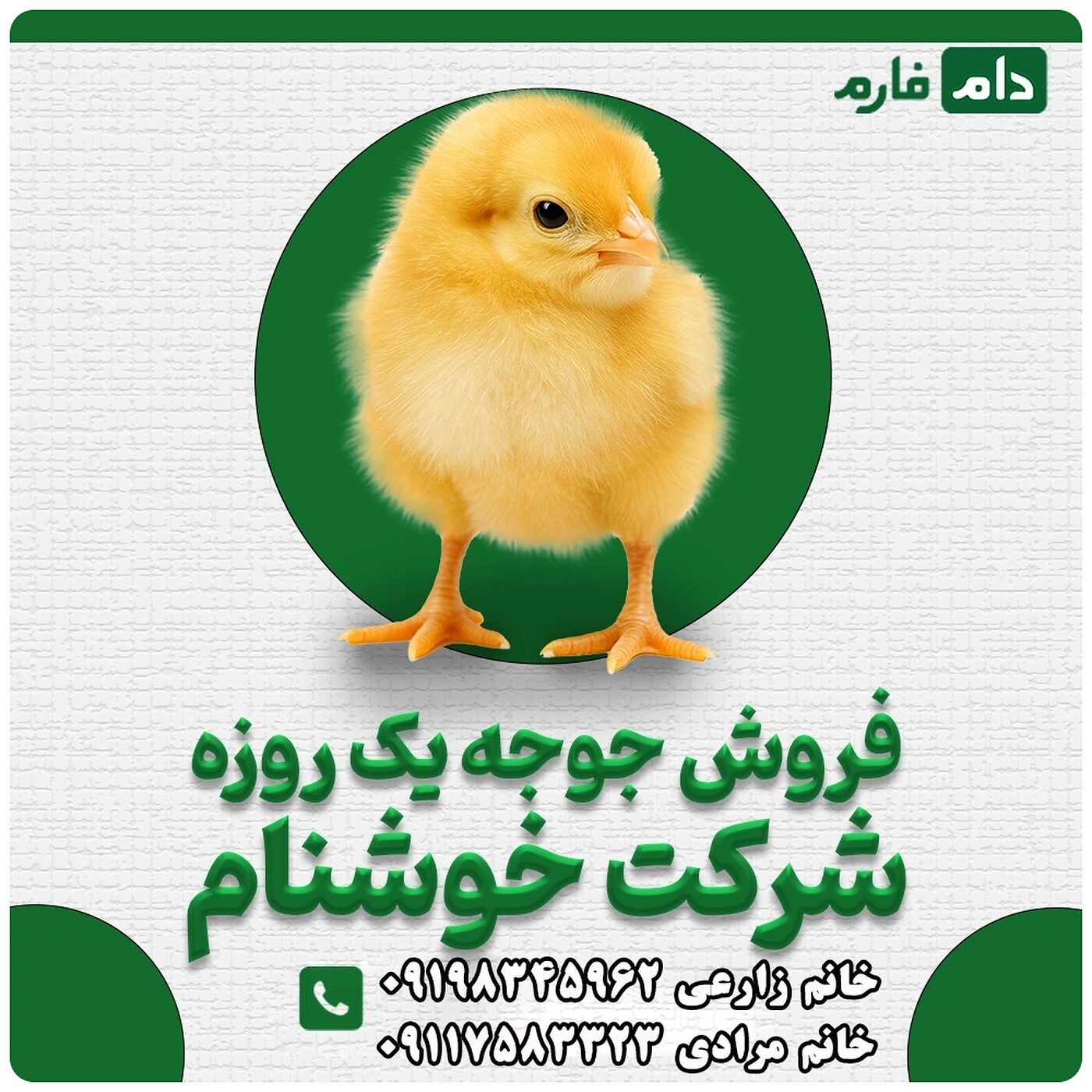 فروش_جوجه_یک_روزه_شرکت_خوشنام_90001101