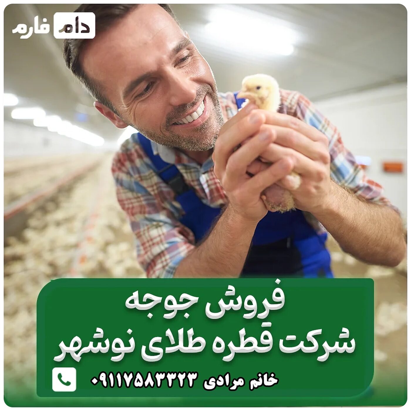 فروش_جوجه_یک_روزه_شرکت_قطره_طلای_نوشهر_90001101