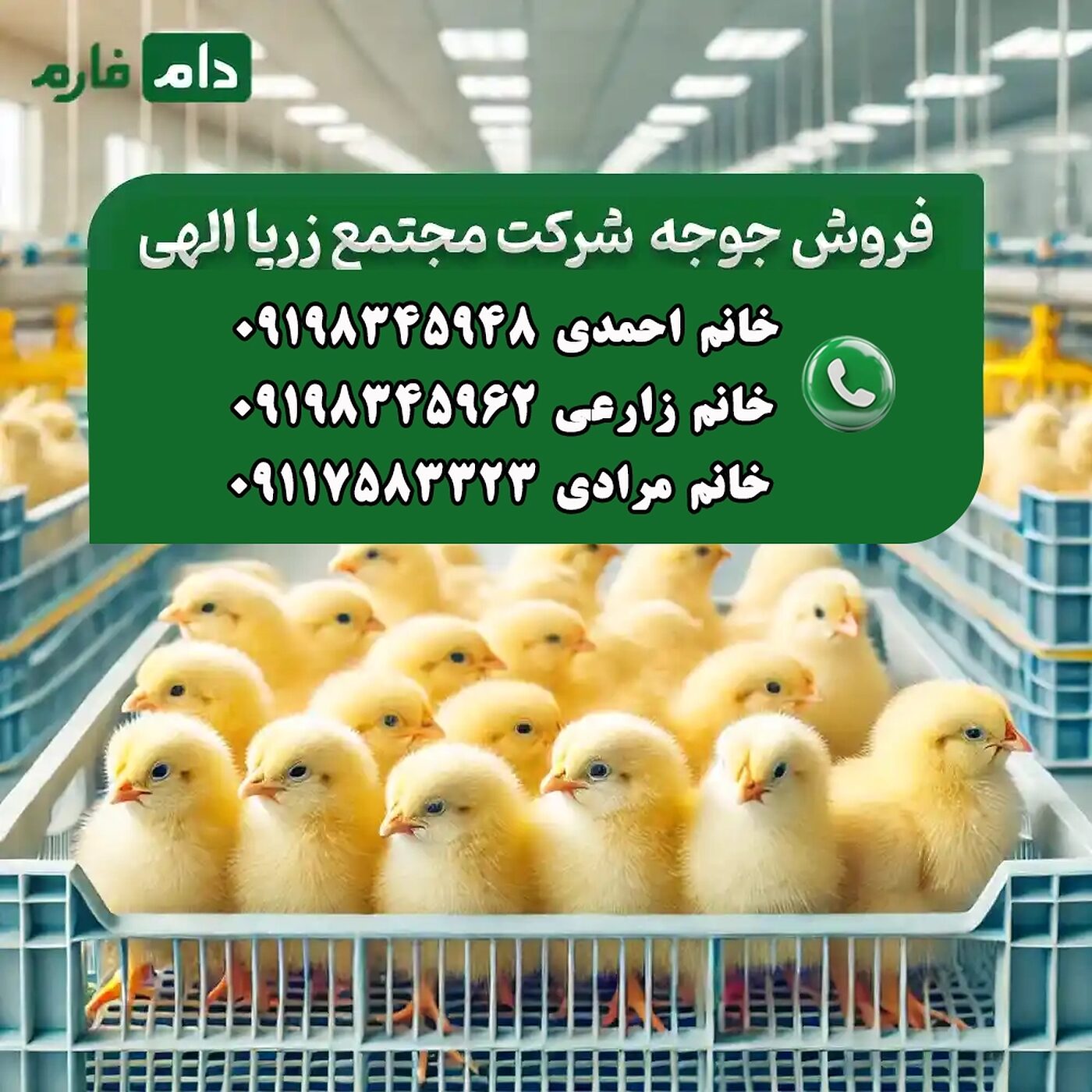 فروش_جوجه_یک_روزه_شرکت_مجتمع_زرپا_الهی_90001101