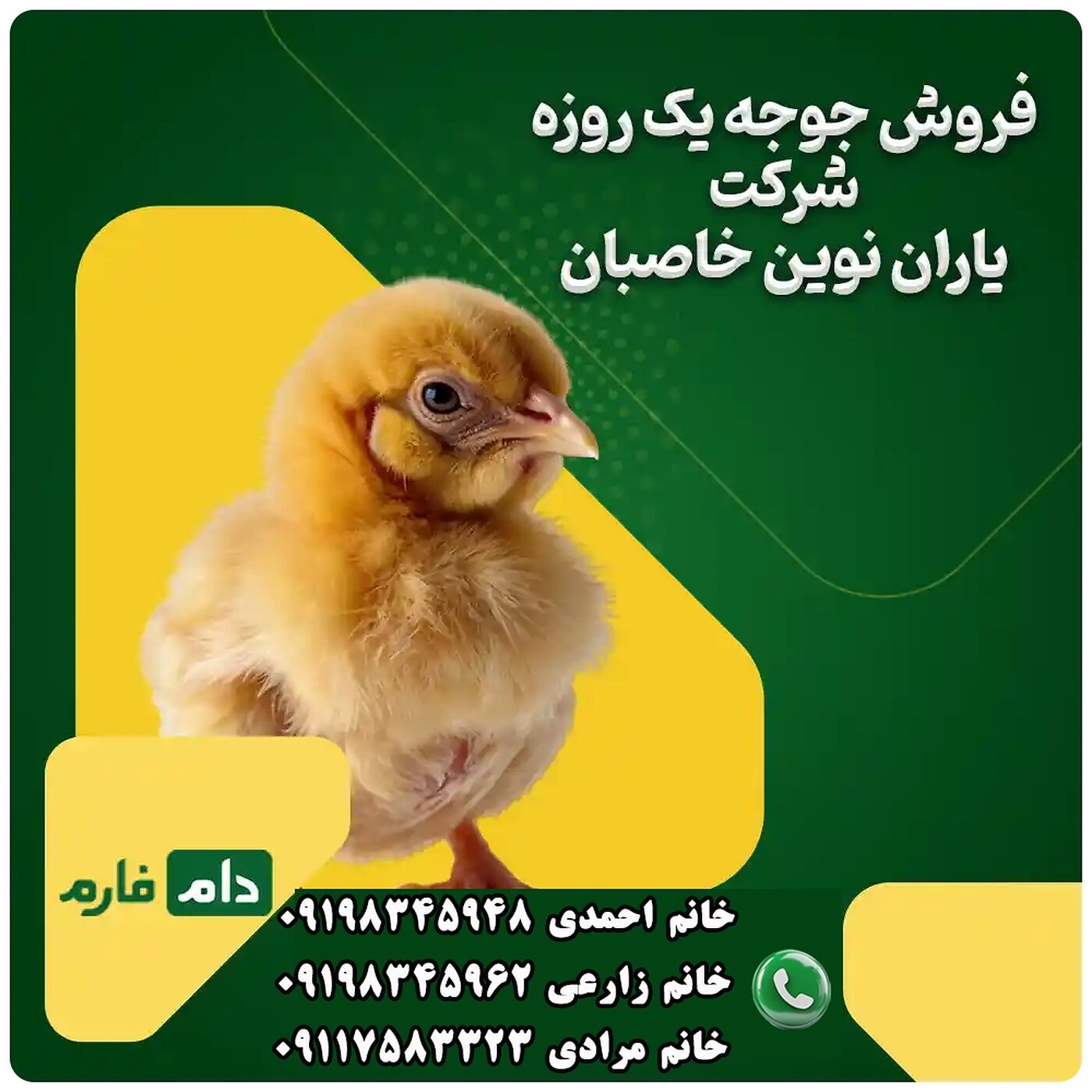 فروش_جوجه_یک_روزه_شرکت_یاران_نوین_خاصبان_90001101