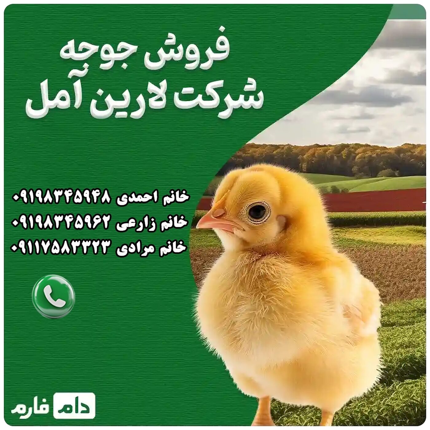 فروش_جوجه_شرکت_لارین_آمل_90001101