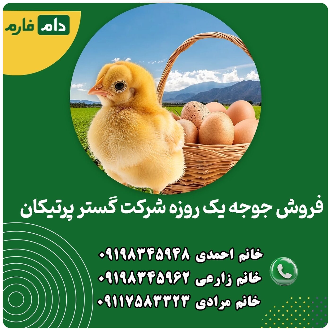 فروش_جوجه_یک_روزه_شرکت_گستر_پرتیکان__90001101