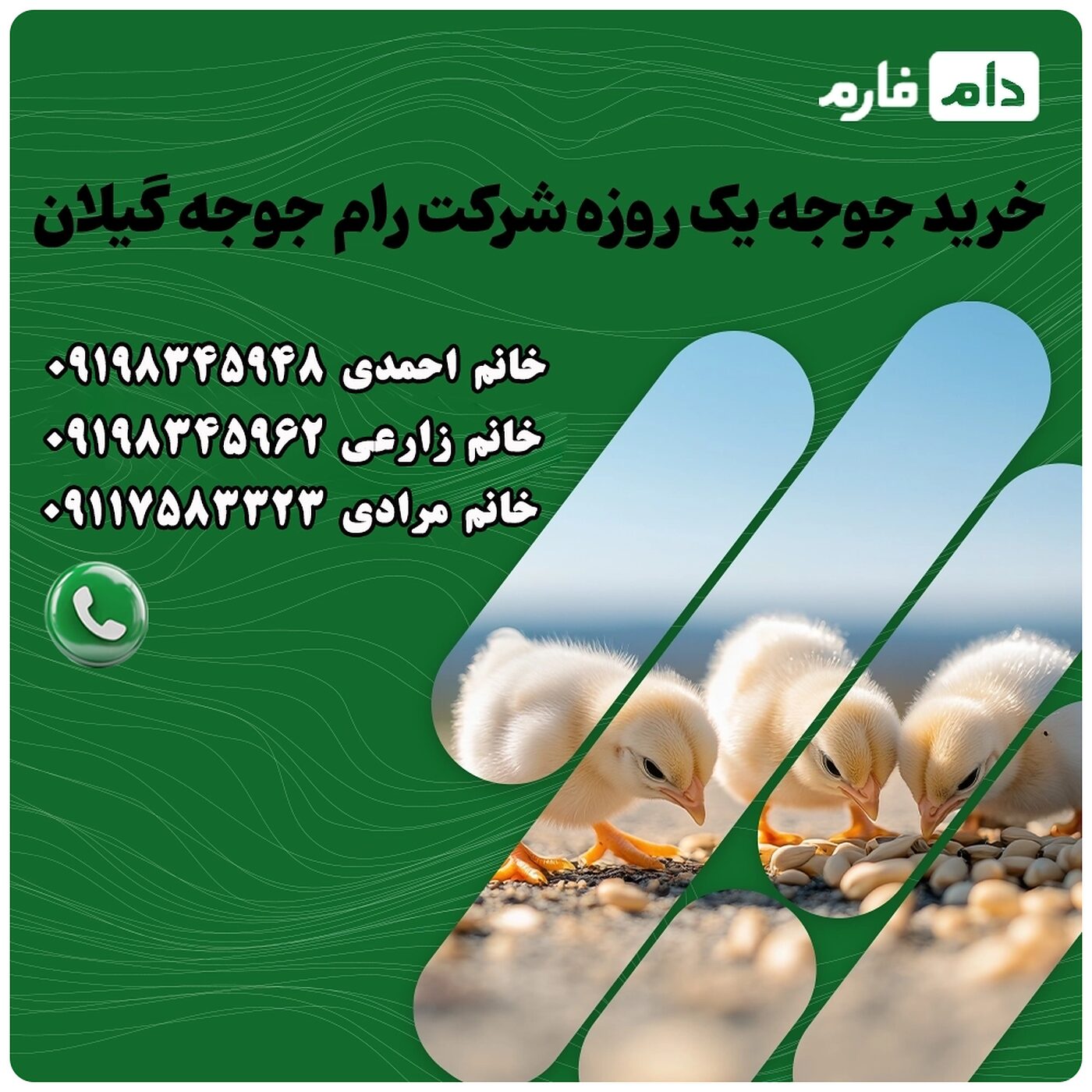خرید_جوجه_یک_روزه_شرکت_رام_جوجه_گیلان_90001101