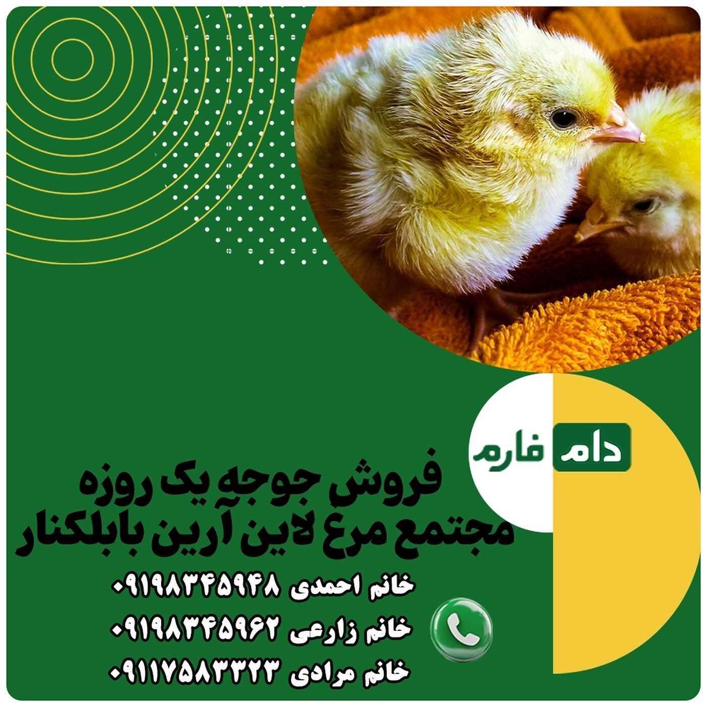 فروش_جوجه_یک_روزه_مجتمع_مرغ_لاین_آرین_بابلکنار90001101