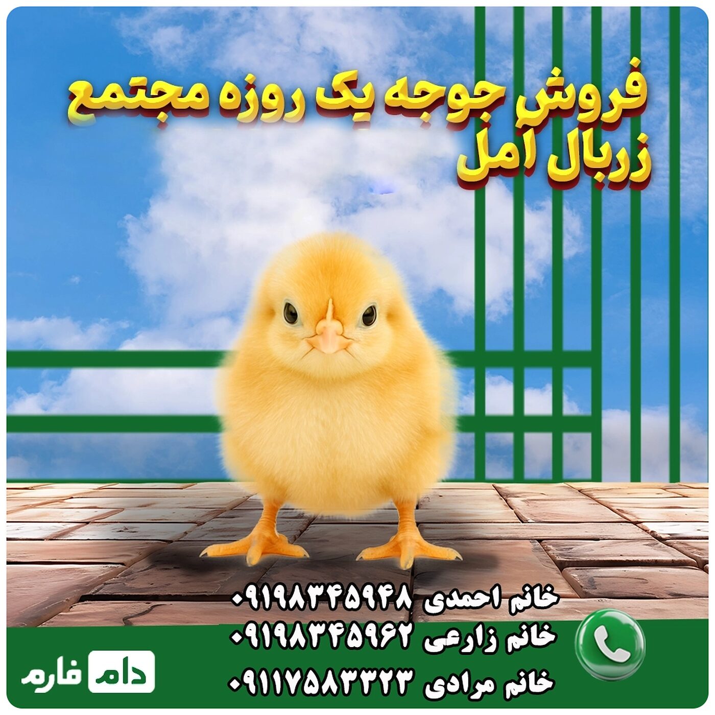 فروش_جوجه_یک_روزه_مجتمع_زربال_آمل_90001101