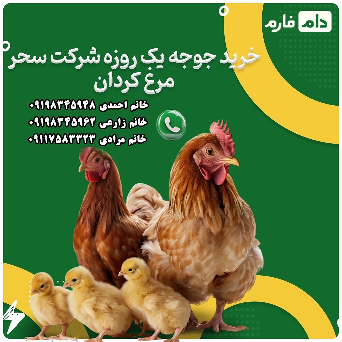 خرید_جوجه_یک_روزه_شرکت_سحر_مرغ_کردان_90001101