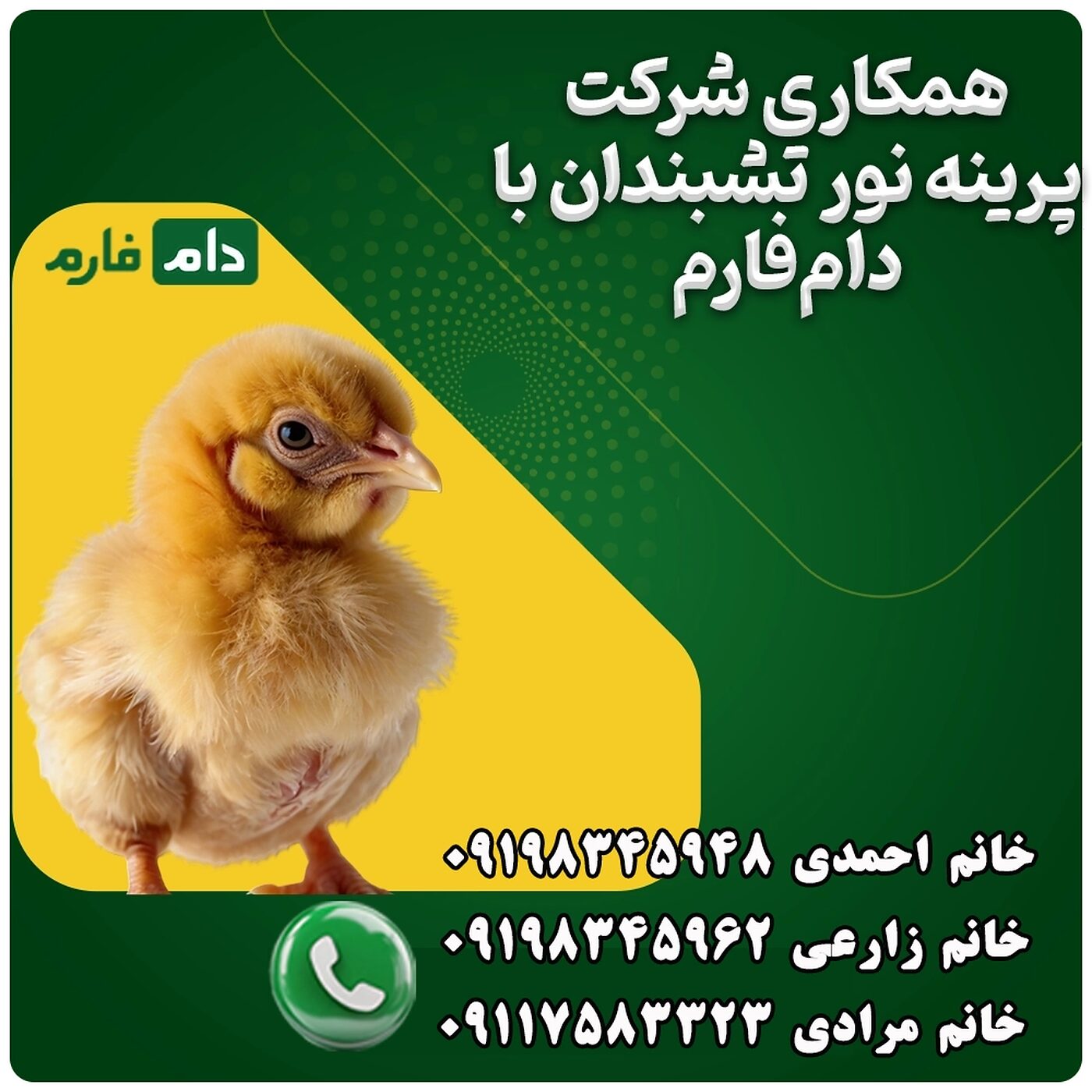 فروش_جوجه_یک_روزه_شرکت_پرینه_نور_تشبندان_90001101