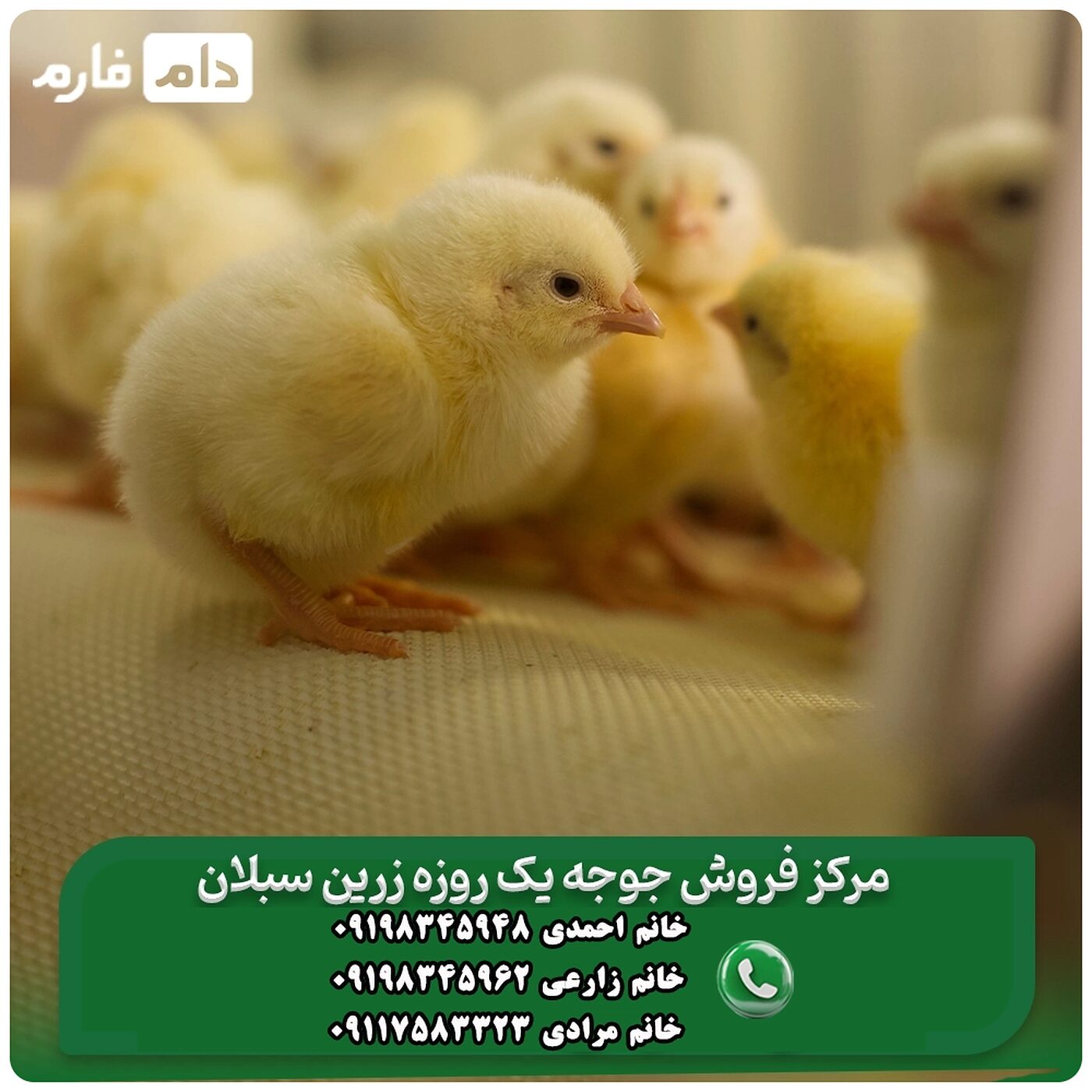 مرکز_فروش_جوجه_یک_روزه_زرین_سبلان__90001101