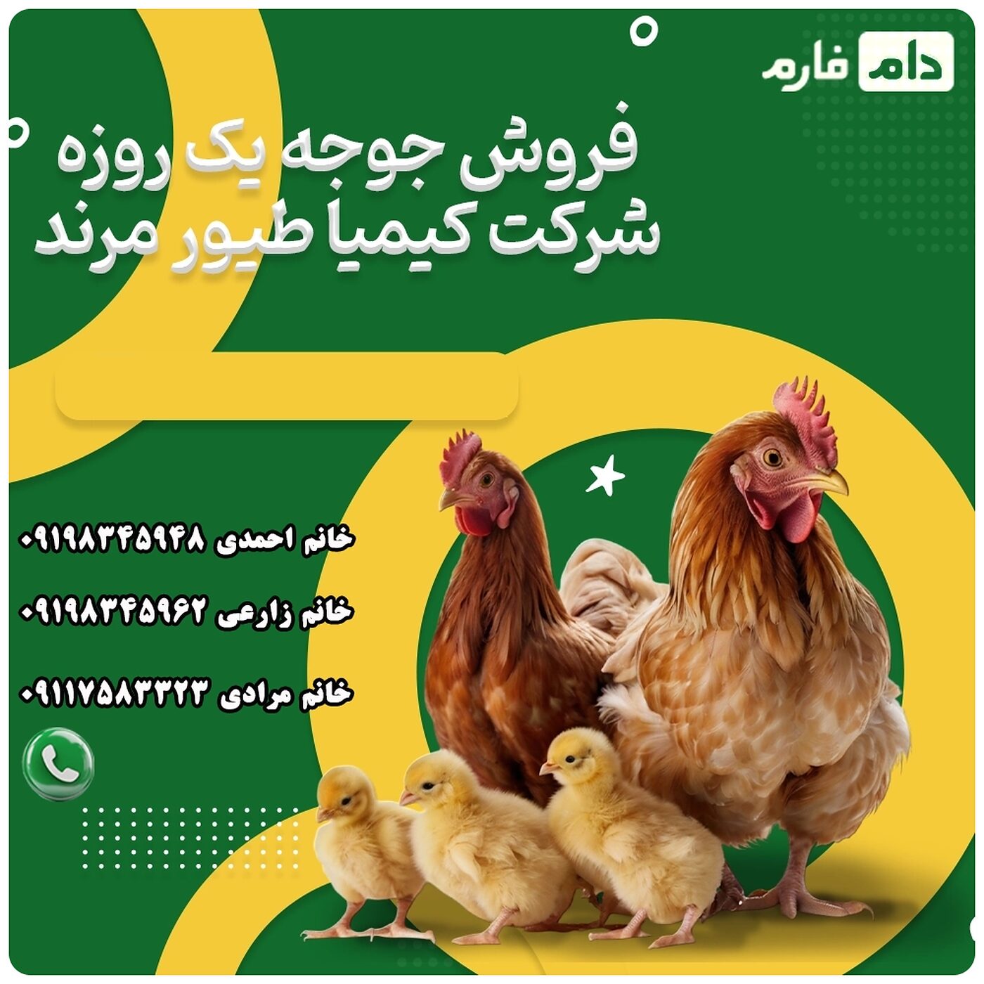 فروش_جوجه_یک_روزه_شرکت_کیمیا_طیور_مرند_90001101
