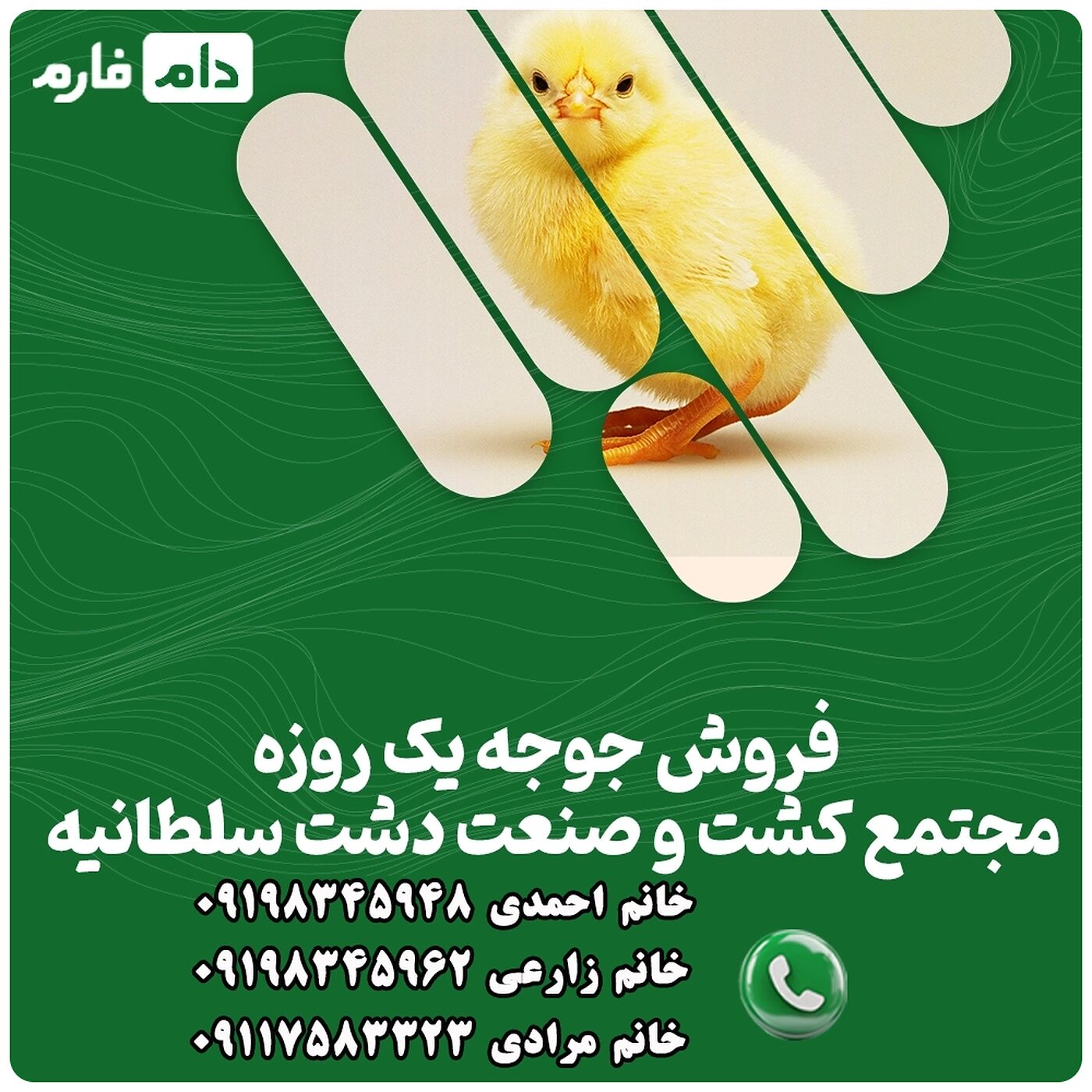 فروش_جوجه_یک_روزه_مجتمع_کشت_و_صنعت_دشت_سلطانیه_90001101