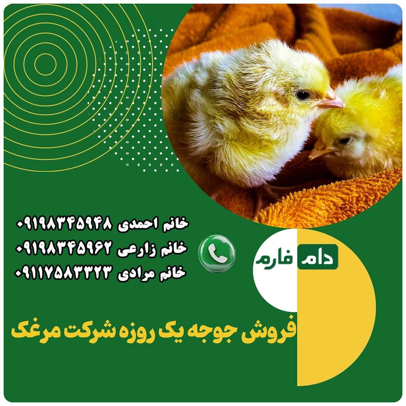 فروش_جوجه_یک_روزه_شرکت_مرغک___90001101
