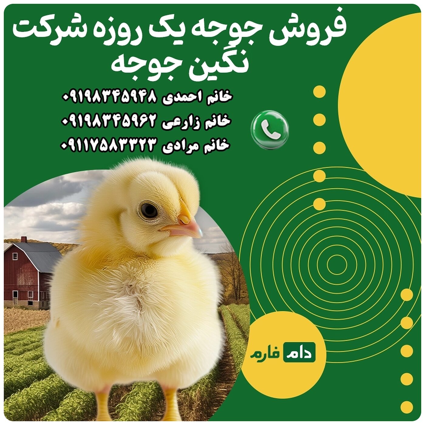 فروش_جوجه_یک_روزه_شرکت_نگین_جوجه_90001101