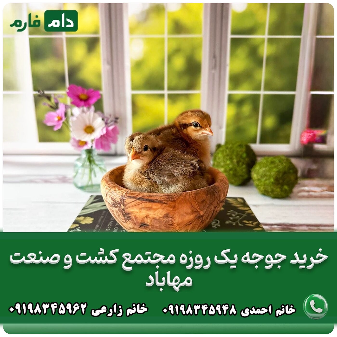 خرید_جوجه_یک_روزه_مجتمع_کشت_و_صنعت_مهاباد__90001101