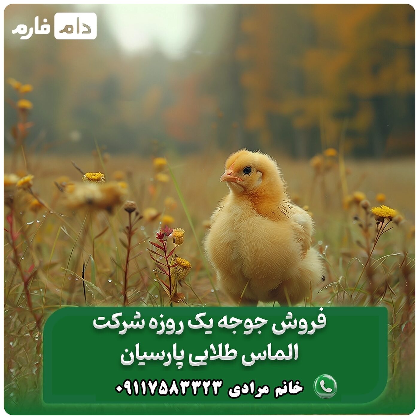 فروش_جوجه_یک_روزه_شرکت_الماس_طلایی_پارسیان__90001101