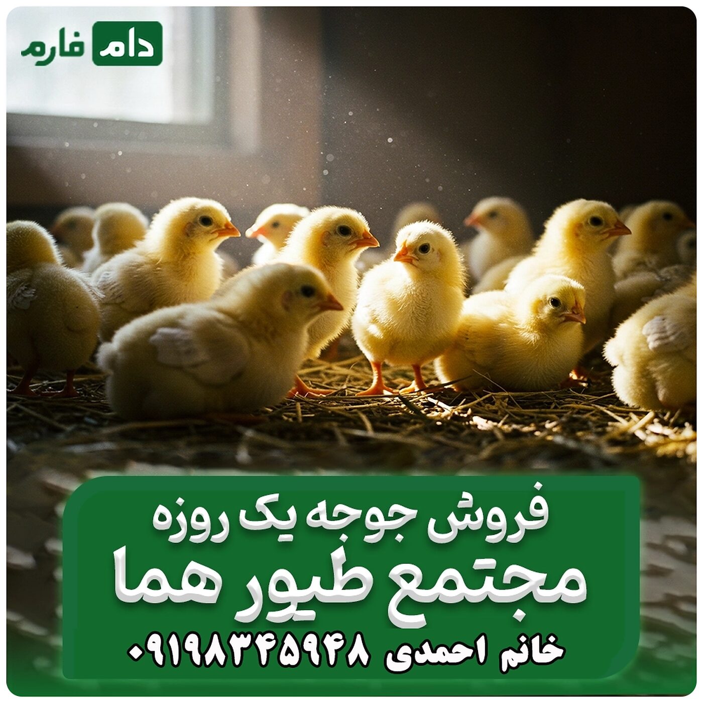 فروش_جوجه_یک_روزه_مجتمع_طیور_هما___90001101