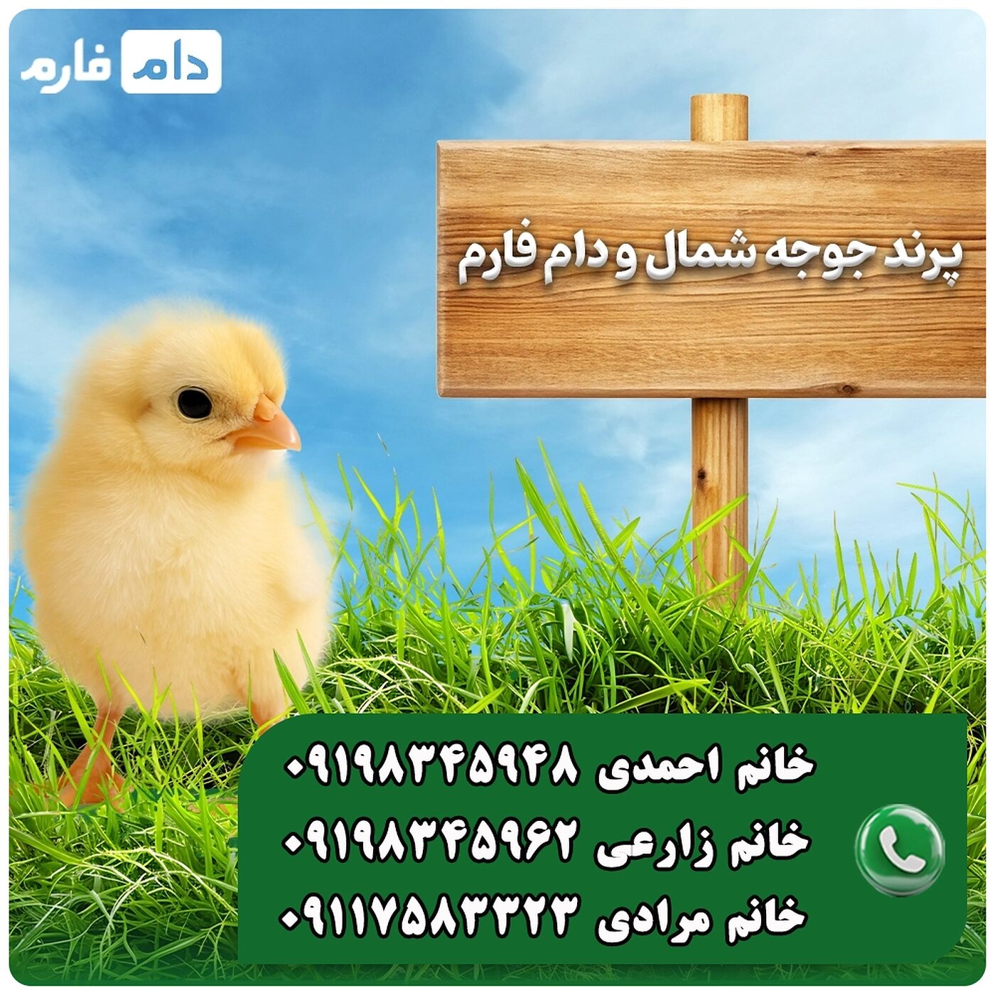 فروش_جوجه_یک_روزه_شرکت_پرند_جوجه_شمال__90001101
