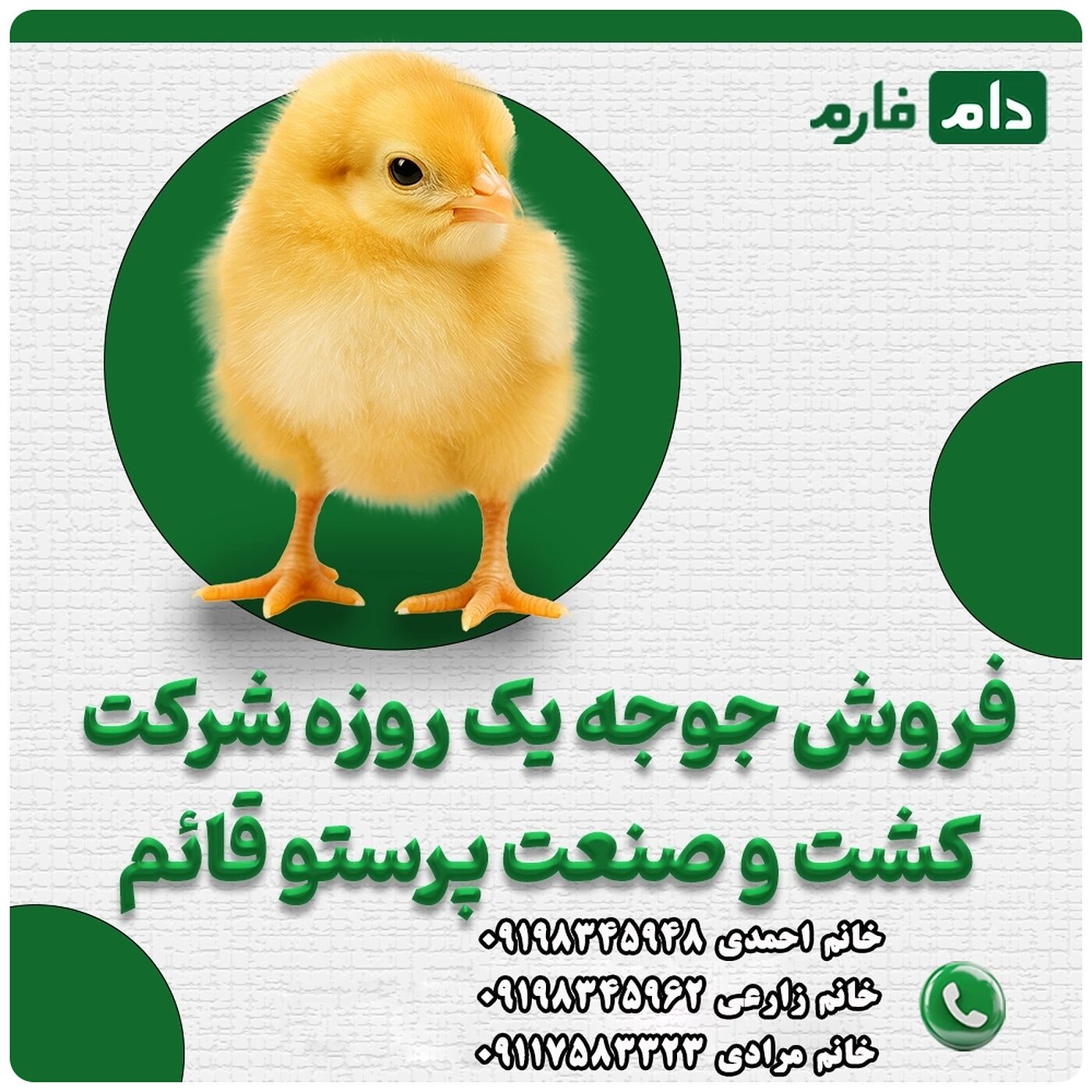 فروش_جوجه_یک_روزه_شرکت_کشت_و_صنعت_پرستو_قائم_90001101