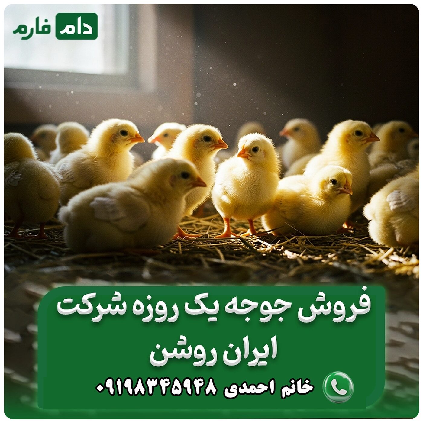 فروش_جوجه_یک_روزه_شرکت_ایران_روشن___90001101