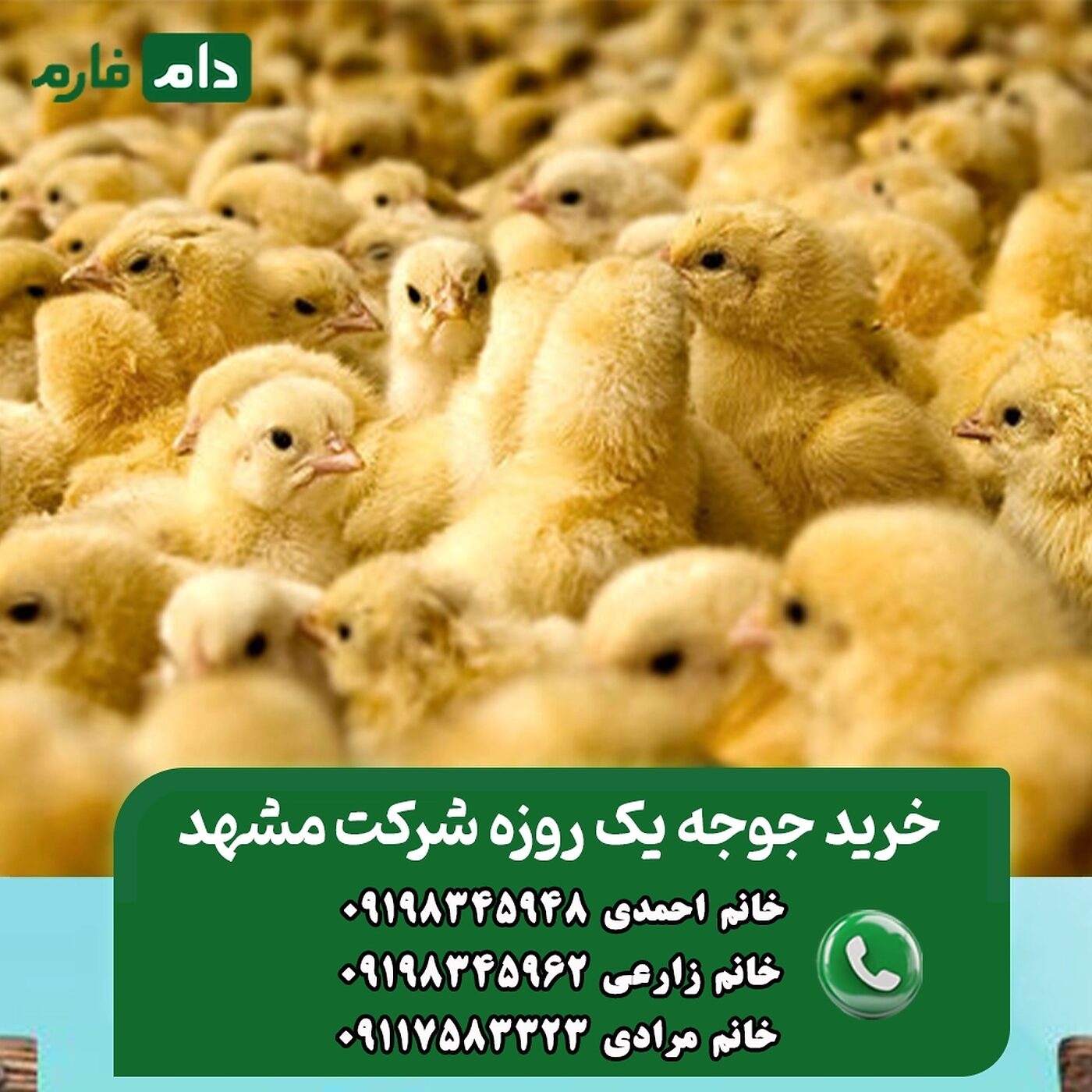 خرید_جوجه_یک_روزه_شرکت_مشهد_جوجه___90001101