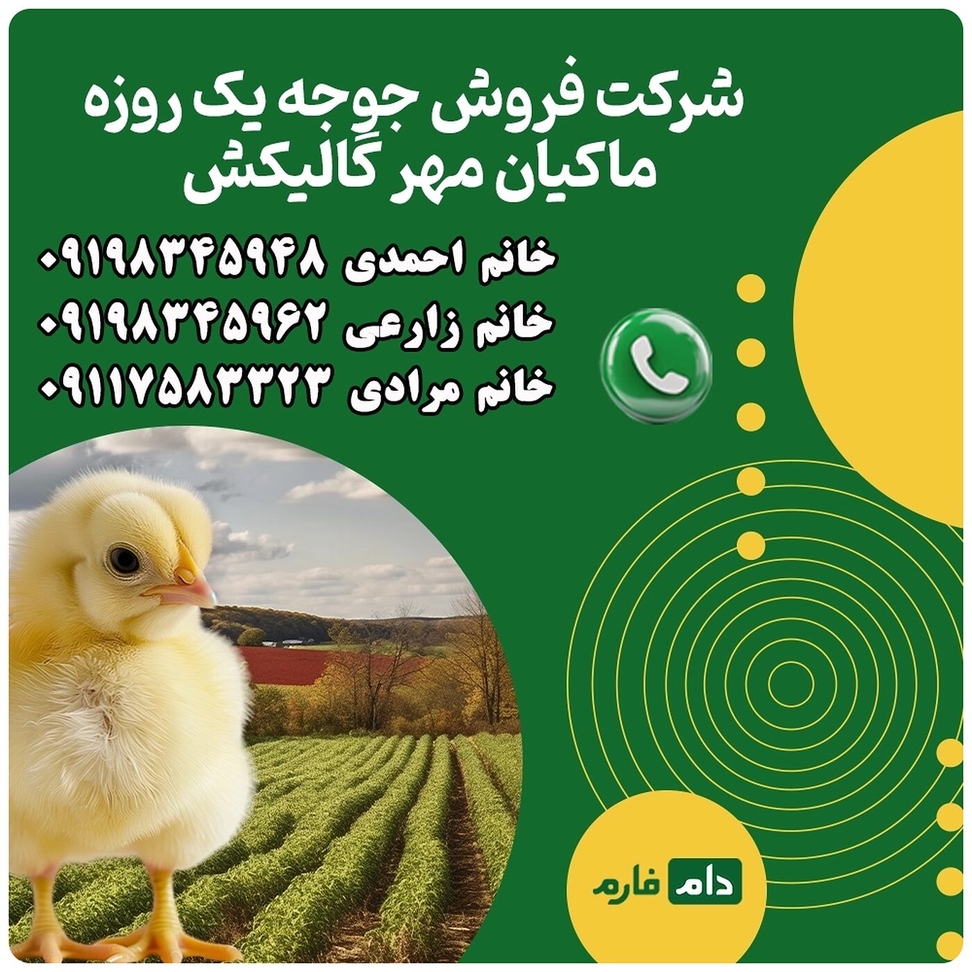شرکت_فروش_جوجه_یک_روزه_ماکیان_مهر_گالیکش___90001101