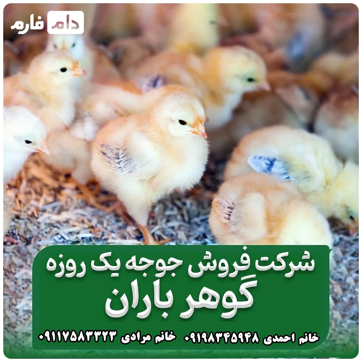فروش_جوجه_یک_روزه_شرکت_گوهر_باران__90001101