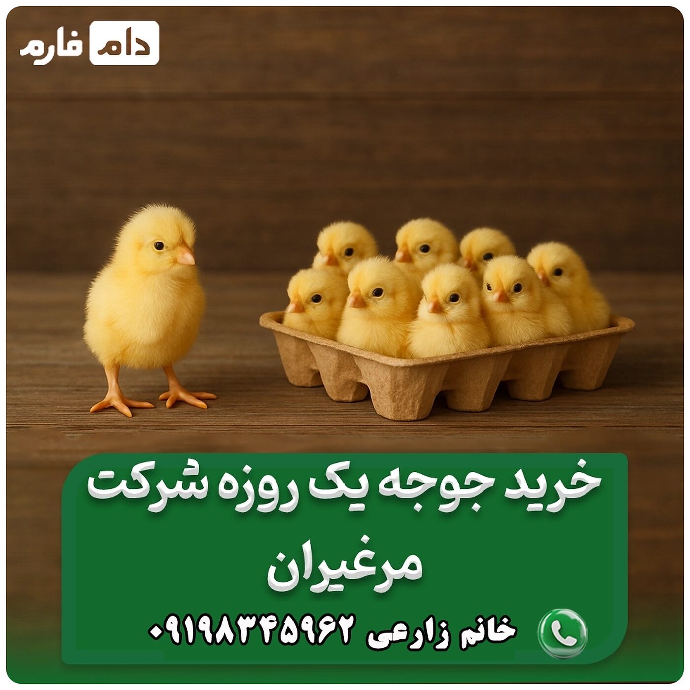 خرید_جوجه_یک_روزه_شرکت_مرغیران___90001101